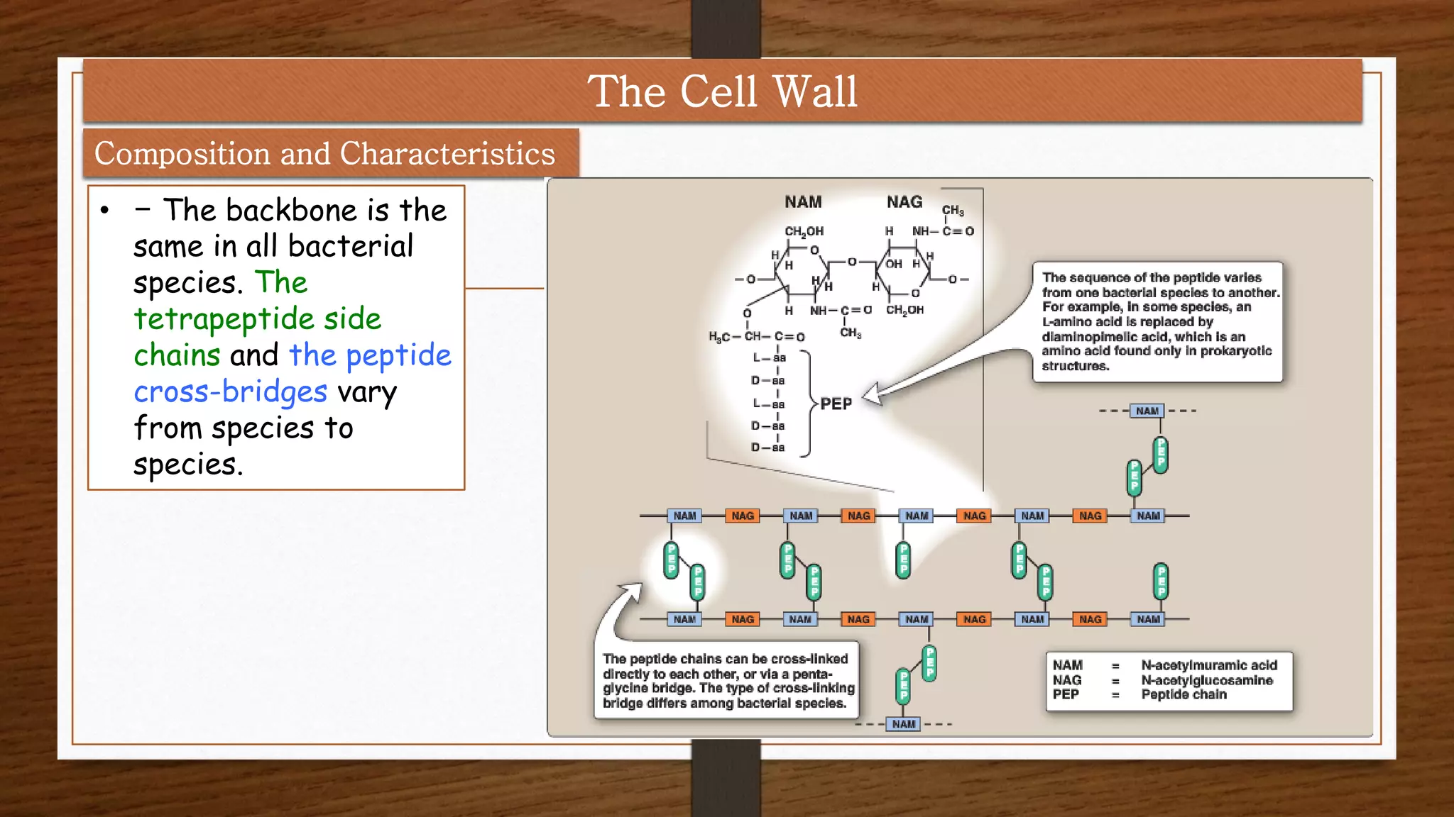 • - The backbone is the
same in all bacterial
species. The
tetrapeptide side
chains and the peptide
cross-bridges vary
from species to
species.
Composition and Characteristics
The Cell Wall
 