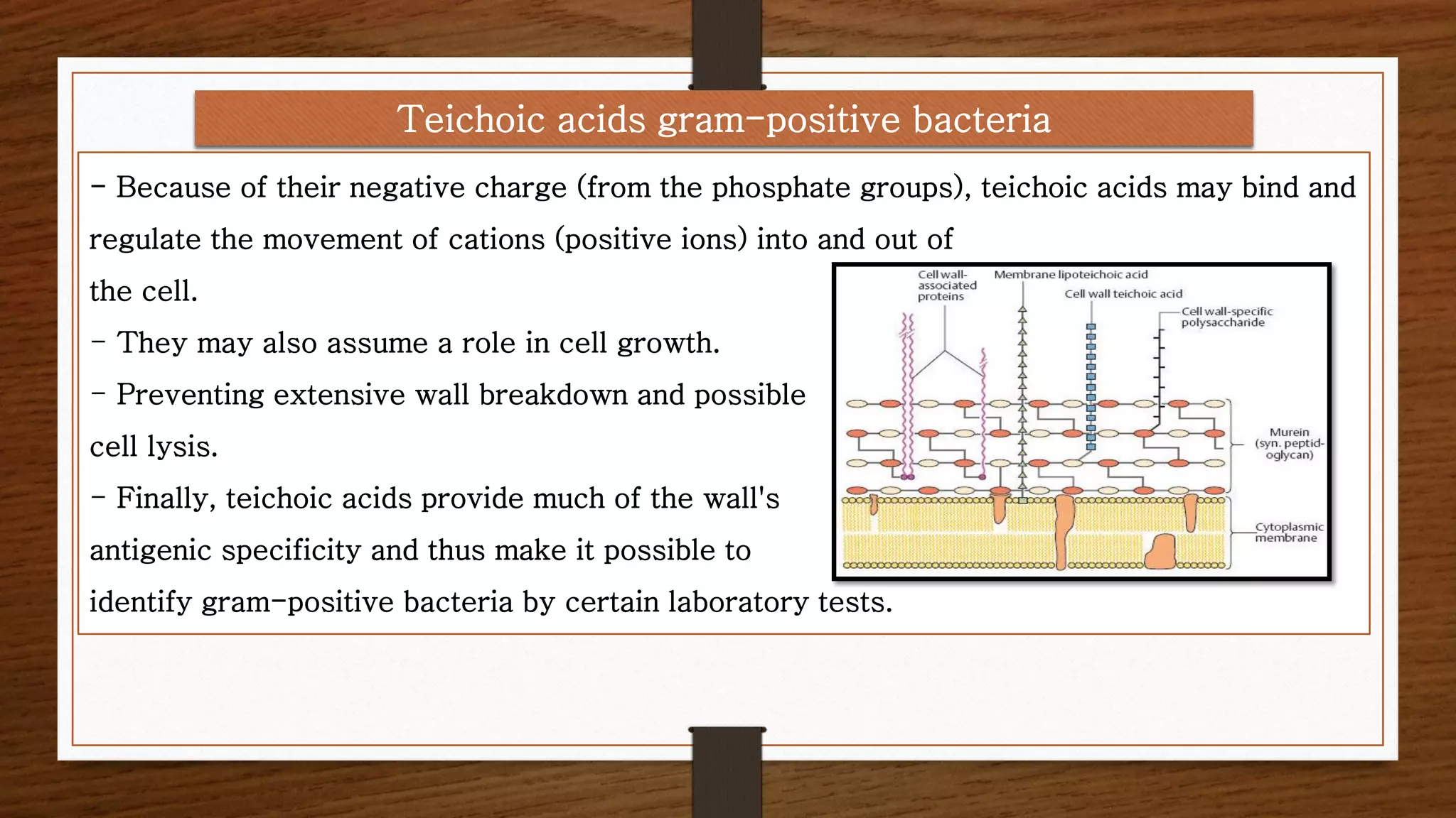 - Because of their negative charge (from the phosphate groups), teichoic acids may bind and
regulate the movement of cations (positive ions) into and out of
the cell.
- They may also assume a role in cell growth.
- Preventing extensive wall breakdown and possible
cell lysis.
- Finally, teichoic acids provide much of the wall's
antigenic specificity and thus make it possible to
identify gram-positive bacteria by certain laboratory tests.
Teichoic acids gram-positive bacteria
 