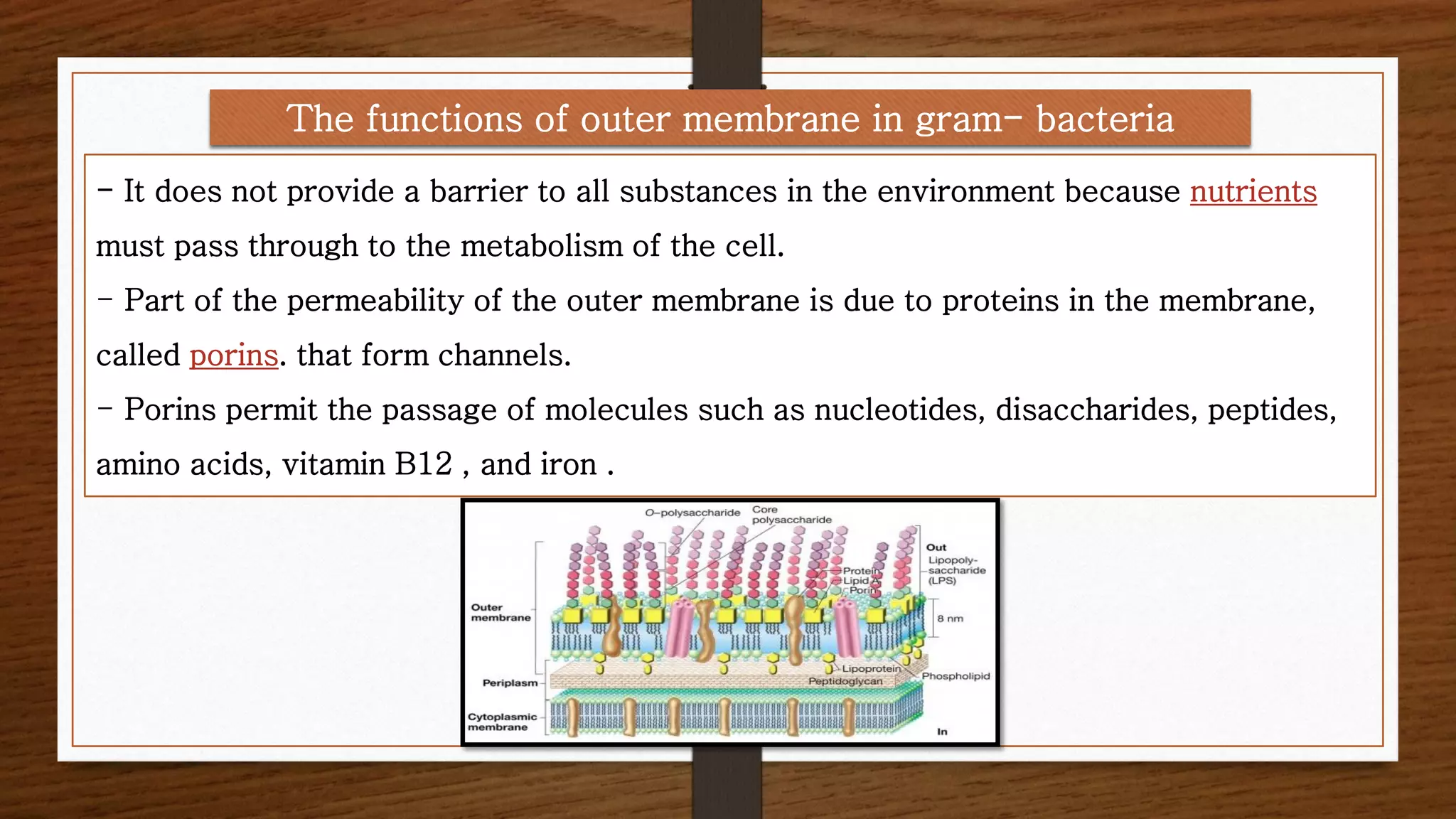 - It does not provide a barrier to all substances in the environment because nutrients
must pass through to the metabolism of the cell.
- Part of the permeability of the outer membrane is due to proteins in the membrane,
called porins. that form channels.
- Porins permit the passage of molecules such as nucleotides, disaccharides, peptides,
amino acids, vitamin B12 , and iron .
The functions of outer membrane in gram- bacteria
 