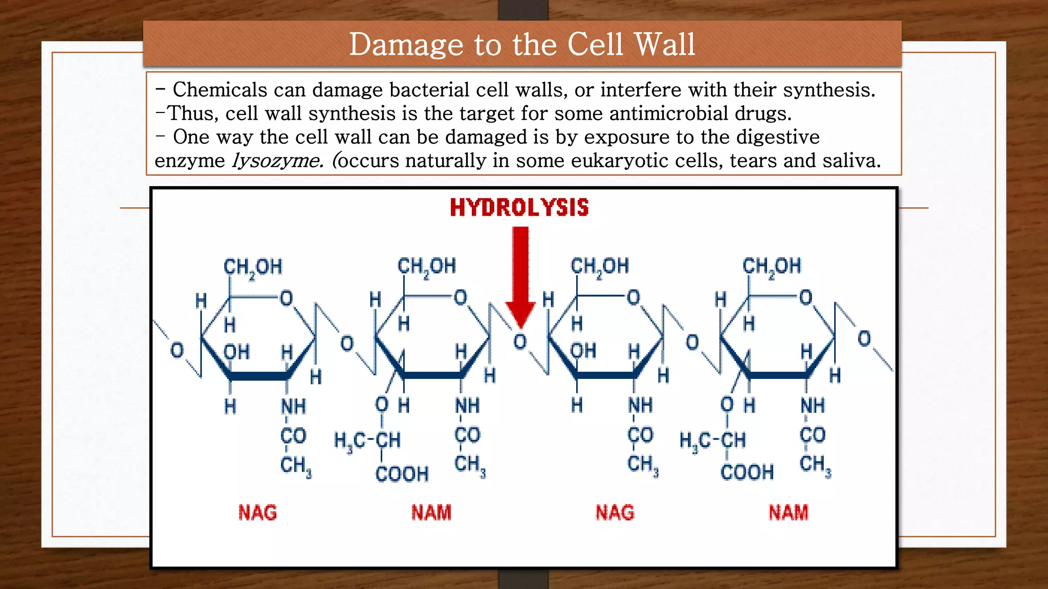 Damage to the Cell Wall
- Chemicals can damage bacterial cell walls, or interfere with their synthesis.
-Thus, cell wall synthesis is the target for some antimicrobial drugs.
- One way the cell wall can be damaged is by exposure to the digestive
enzyme lysozyme. (occurs naturally in some eukaryotic cells, tears and saliva.
 