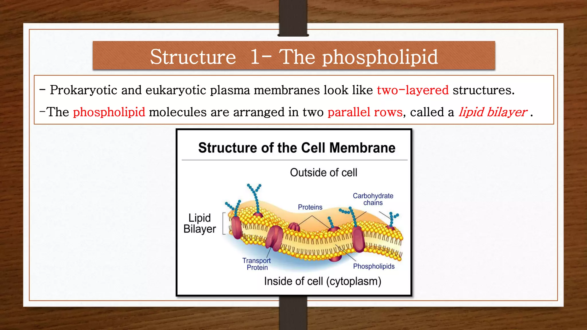 - Prokaryotic and eukaryotic plasma membranes look like two-layered structures.
-The phospholipid molecules are arranged in two parallel rows, called a lipid bilayer .
Structure 1- The phospholipid
 