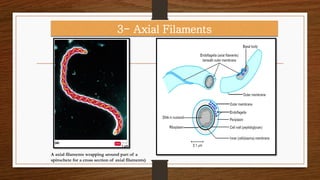 Bacteriology Anatomy of Prokaryotic | PDF