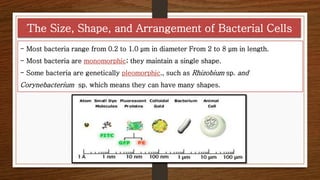 Bacteriology Anatomy of Prokaryotic | PDF