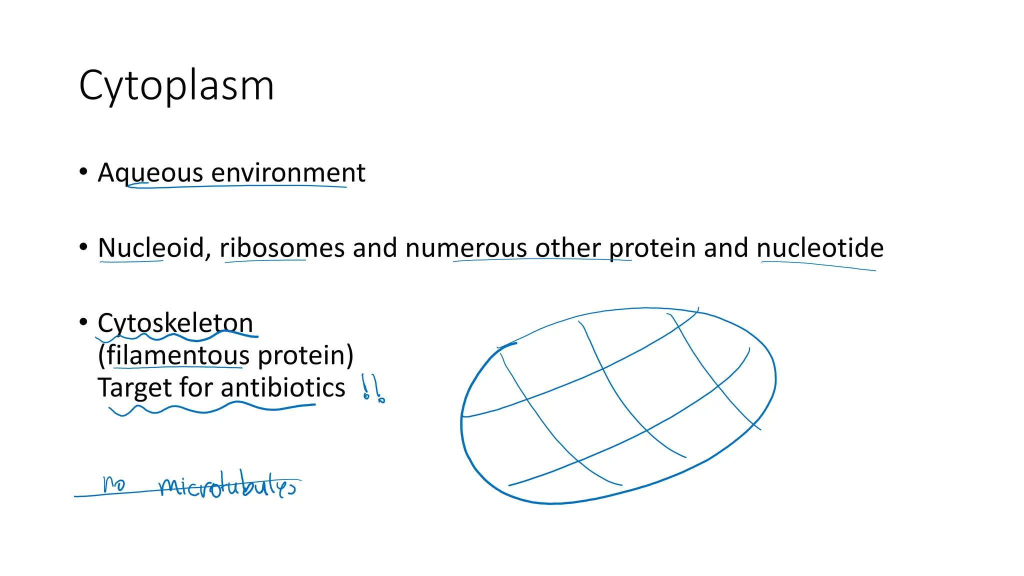Cytoplasm
• Aqueous environment
• Nucleoid, ribosomes and numerous other protein and nucleotide
• Cytoskeleton
(filamentous protein)
Target for antibiotics
 