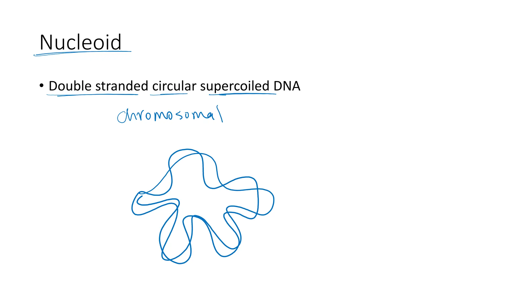 Nucleoid
• Double stranded circular supercoiled DNA
 