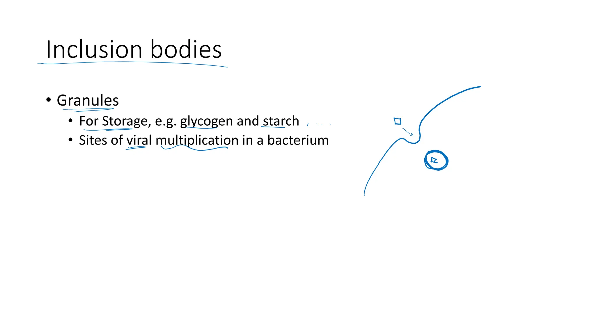 Inclusion bodies
• Granules
• For Storage, e.g. glycogen and starch
• Sites of viral multiplication in a bacterium
 