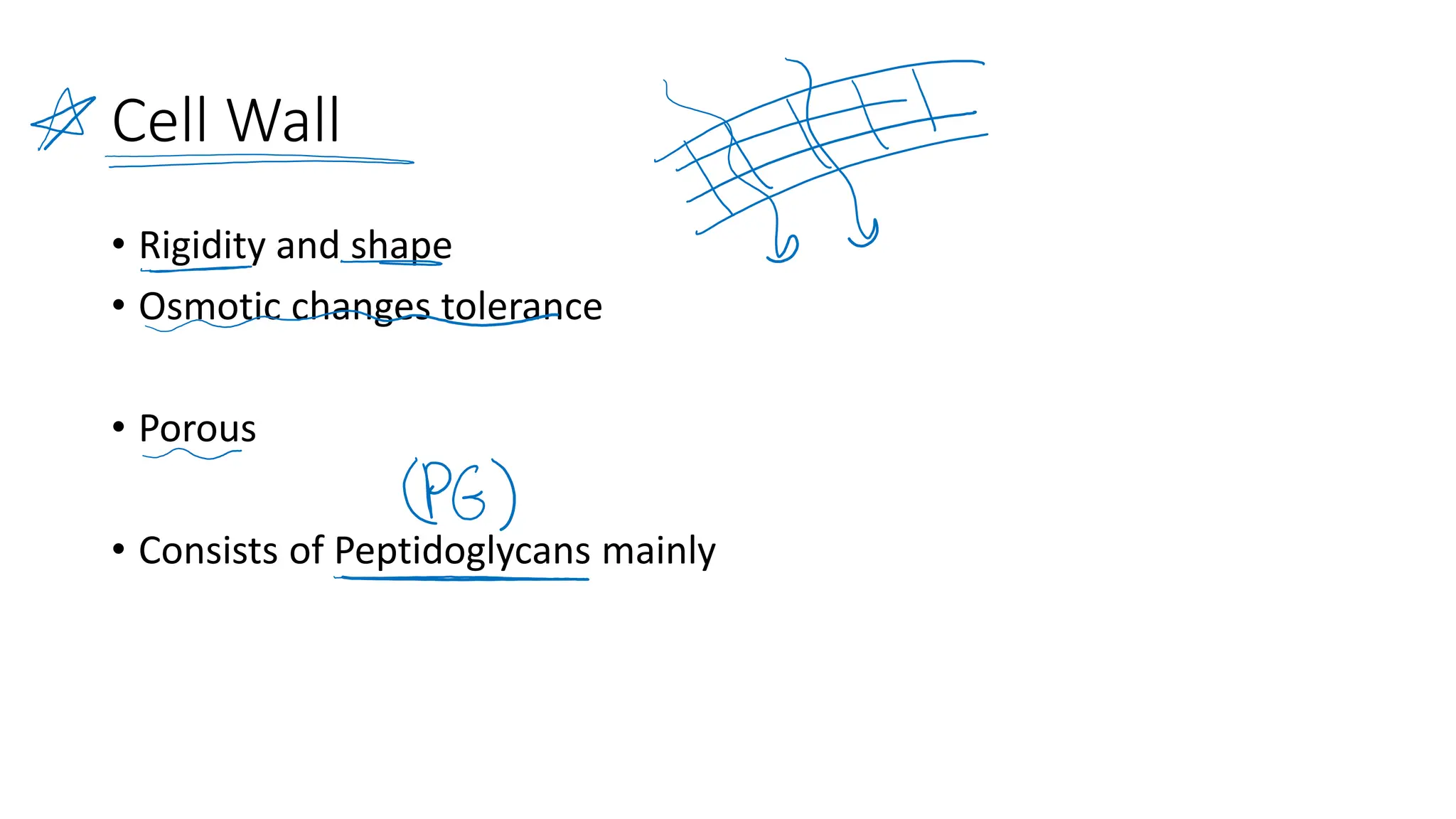 Cell Wall
• Rigidity and shape
• Osmotic changes tolerance
• Porous
• Consists of Peptidoglycans mainly
 