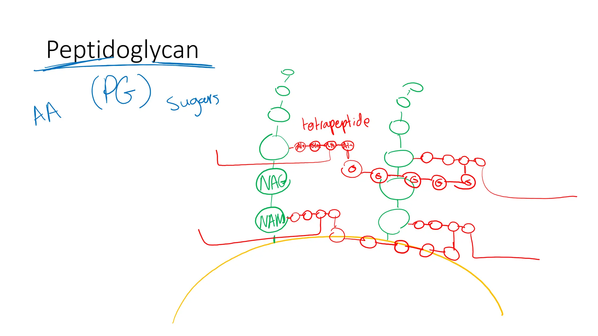 Peptidoglycan
 