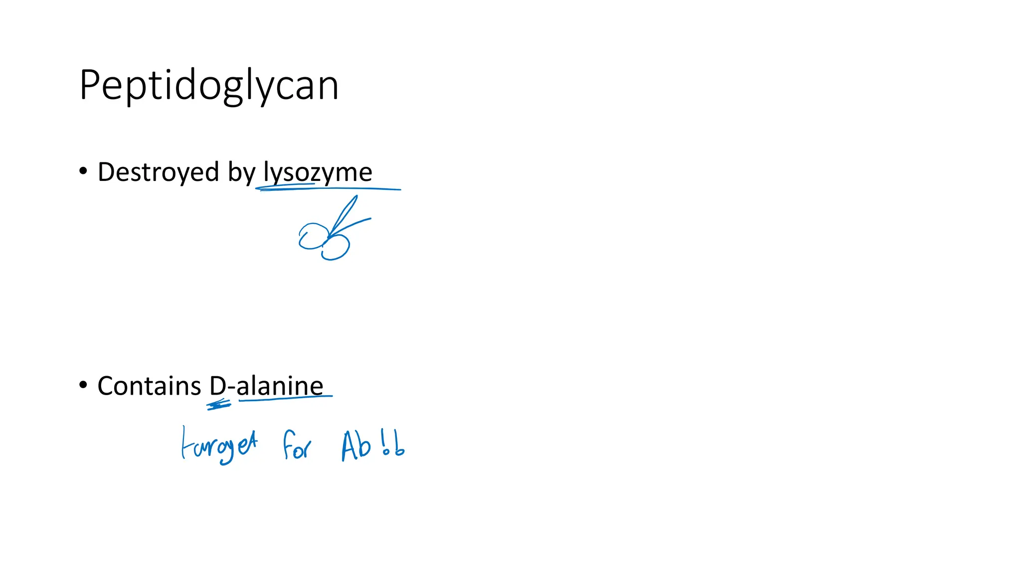 Peptidoglycan
• Destroyed by lysozyme
• Contains D-alanine
 