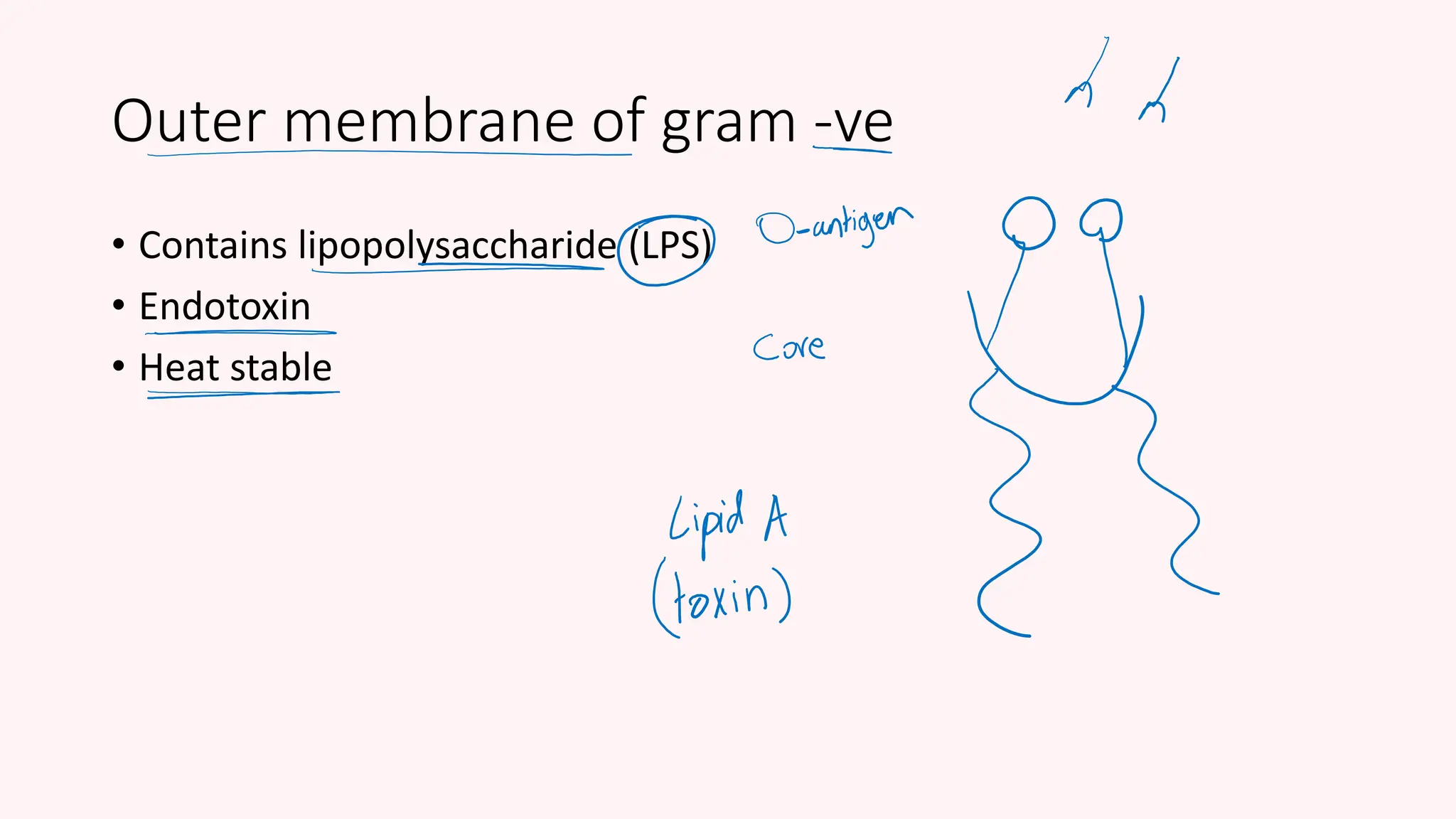 Outer membrane of gram -ve
• Contains lipopolysaccharide (LPS)
• Endotoxin
• Heat stable
 