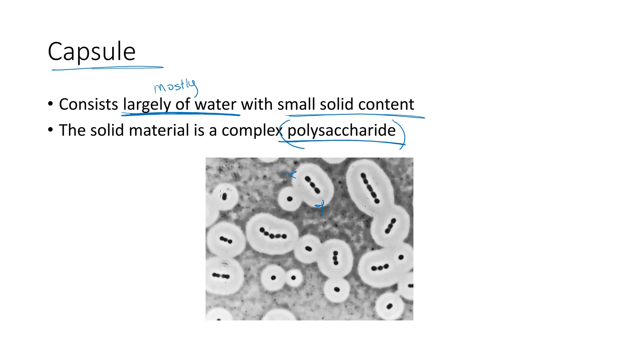 Capsule
• Consists largely of water with small solid content
• The solid material is a complex polysaccharide
 