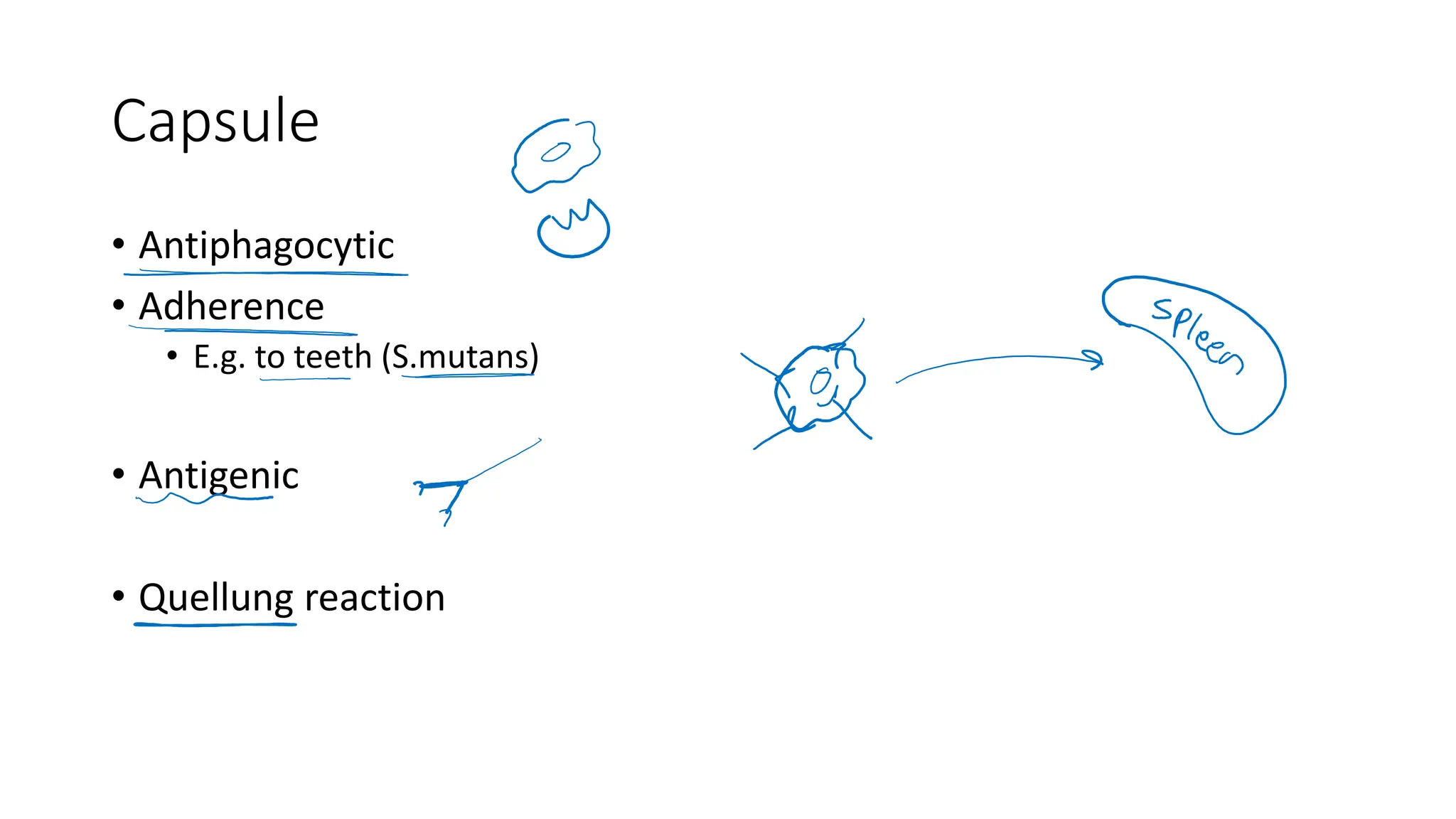 Capsule
• Antiphagocytic
• Adherence
• E.g. to teeth (S.mutans)
• Antigenic
• Quellung reaction
 