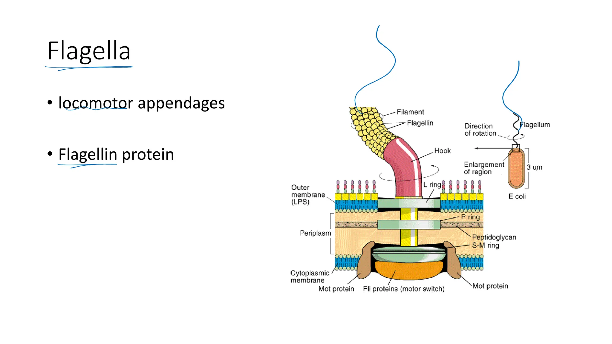 Flagella
• locomotor appendages
• Flagellin protein
 