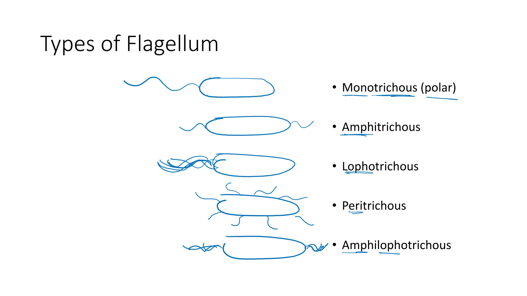Types of Flagellum
• Monotrichous (polar)
• Amphitrichous
• Lophotrichous
• Peritrichous
• Amphilophotrichous
 