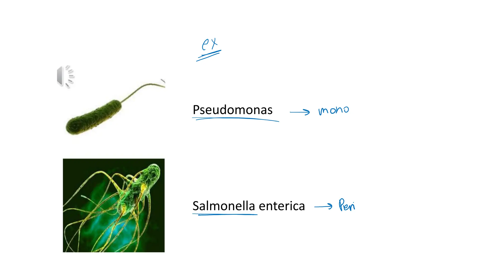 Pseudomonas
Salmonella enterica
 