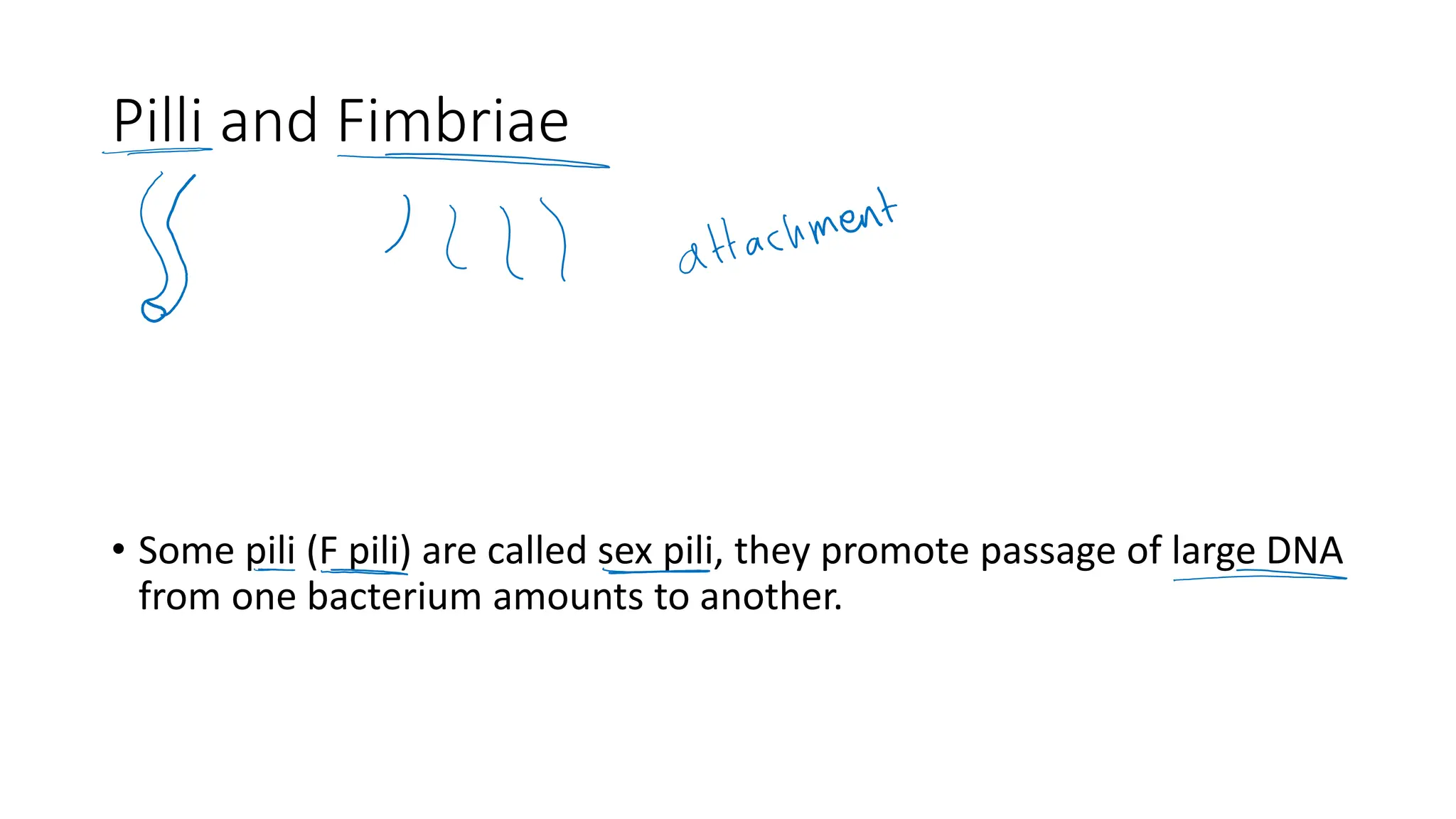 Pilli and Fimbriae
• Some pili (F pili) are called sex pili, they promote passage of large DNA
from one bacterium amounts to another.
 