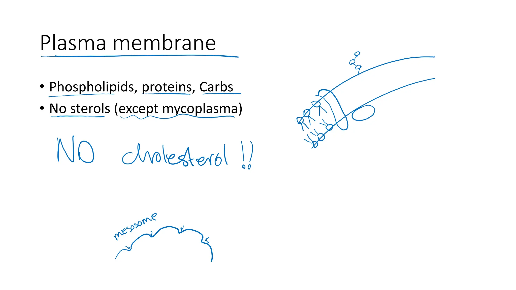 Plasma membrane
• Phospholipids, proteins, Carbs
• No sterols (except mycoplasma)
 