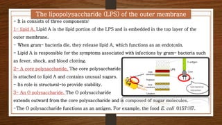 Bacteriology, Anatomy of Prokaryotic 2 | PDF