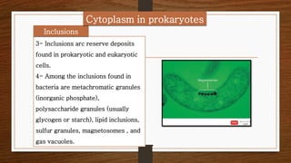 Bacteriology, Anatomy of Prokaryotic 2