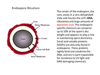 Endospore Structure
The center of the endospore, the
core, exists in a very dehydrated
state and houses the cell's DNA,
ribosomes and large amounts of
dipicolinic acid. This endospore-
specific chemical can comprise
up to 10% of the spore's dry
weight and appears to play a role
in maintaining spore dormancy.
Small acid-soluble proteins
(SASPs) are also only found in
endospores. These proteins
tightly bind and condense the
DNA, and are in part responsible
for resistance to UV light and
DNA-damaging chemicals.
 