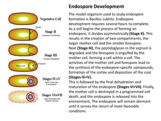 Endospore Development
The model organism used to study endospore
formation is Bacillus subtilis. Endospore
development requires several hours to complete.
As a cell begins the process of forming an
endospore, it divides asymmetrically (Stage II). This
results in the creation of two compartments, the
larger mother cell and the smaller forespore.
Next (Stage III), the peptidoglycan in the septum is
degraded and the forespore is engulfed by the
mother cell, forming a cell within a cell. The
activities of the mother cell and forespore lead to
the synthesis of the endospore-specific compounds,
formation of the cortex and deposition of the coat
(Stages IV+V).
This is followed by the final dehydration and
maturation of the endospore (Stages VI+VII). Finally,
the mother cell is destroyed in a programmed cell
death, and the endospore is released into the
environment. The endospore will remain dormant
until it senses the return of more favorable
conditions.
 