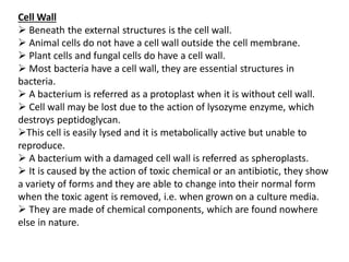 Cell Wall
 Beneath the external structures is the cell wall.
 Animal cells do not have a cell wall outside the cell membrane.
 Plant cells and fungal cells do have a cell wall.
 Most bacteria have a cell wall, they are essential structures in
bacteria.
 A bacterium is referred as a protoplast when it is without cell wall.
 Cell wall may be lost due to the action of lysozyme enzyme, which
destroys peptidoglycan.
This cell is easily lysed and it is metabolically active but unable to
reproduce.
 A bacterium with a damaged cell wall is referred as spheroplasts.
 It is caused by the action of toxic chemical or an antibiotic, they show
a variety of forms and they are able to change into their normal form
when the toxic agent is removed, i.e. when grown on a culture media.
 They are made of chemical components, which are found nowhere
else in nature.
 