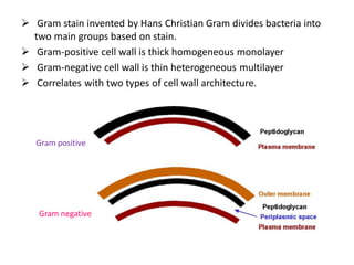  Gram stain invented by Hans Christian Gram divides bacteria into
two main groups based on stain.
 Gram-positive cell wall is thick homogeneous monolayer
 Gram-negative cell wall is thin heterogeneous multilayer
 Correlates with two types of cell wall architecture.
Gram positive
Gram negative
 