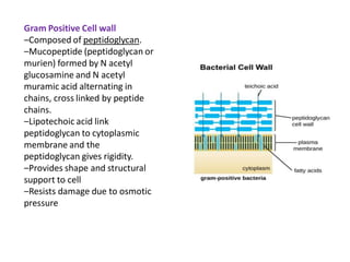 Gram Positive Cell wall
‒Composed of peptidoglycan.
‒Mucopeptide (peptidoglycan or
murien) formed by N acetyl
glucosamine and N acetyl
muramic acid alternating in
chains, cross linked by peptide
chains.
‒Lipotechoic acid link
peptidoglycan to cytoplasmic
membrane and the
peptidoglycan gives rigidity.
‒Provides shape and structural
support to cell
‒Resists damage due to osmotic
pressure
 