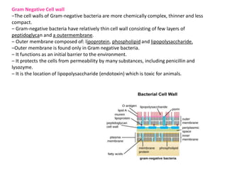 Gram Negative Cell wall
‒The cell walls of Gram-negative bacteria are more chemically complex, thinner and less
compact.
‒ Gram-negative bacteria have relatively thin cell wall consisting of few layers of
peptidoglycan and a outermembrane.
‒ Outer membrane composed of: lipoprotein, phospholipid and lipopolysaccharide.
‒Outer membrane is found only in Gram negative bacteria.
‒ It functions as an initial barrier to the environment.
‒ It protects the cells from permeability by many substances, including penicillin and
lysozyme.
‒ It is the location of lipopolysaccharide (endotoxin) which is toxic for animals.
 