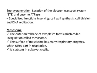 Energy generation: Location of the electron transport system
(ETS) and enzyme ATPase
‒ Specialized functions involving: cell wall synthesis, cell division
and DNA replication.
Mesosome
 The outer membrane of cytoplasm forms much coiled
invagination called mesosome.
 The surface of mesosome has many respiratory enzymes,
which takes part in respiration.
 It is absent in eukaryotic cells.
 