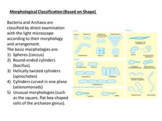 Bacteria and Archaea are
classified by direct examination
with the light microscope
according to their morphology
and arrangement.
The basic morphologies are:
1) Spheres (coccus)
2) Round-ended cylinders
(bacillus).
3) Helically twisted cylinders
(spirochetes)
4) Cylinders curved in one plane
(selenomonads)
5) Unusual morphologies (such
as the square, flat box-shaped
cells of the archaean genus).
Morphological Classification (Based on Shape)
 
