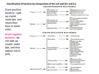 Classification of bacteria by Composition of the cell wall (G+ and G-)
Gram positive
bacteria - take
up crystal
violet dye and
retain their
blue or violet
color.
Gram negative
bacteria - do
not take up
crystal violet
dye, and thus
appear red or
pink.
 