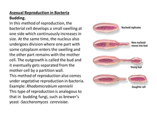 Asexual Reproduction in Bacteria
Budding.
In this method of reproduction, the
bacterial cell develops a small swelling at
one side which continuously increases in
size. At the same time, the nucleus also
undergoes division where one part with
some cytoplasm enters the swelling and
the other part remains with the mother
cell. The outgrowth is called the bud and
it eventually gets separated from the
mother cell by a partition wall.
This method of reproduction also comes
under vegetative reproduction in bacteria.
Example: Rhodomicrobium vannielii
This type of reproduction is analogous to
that in budding fungi, such as brewer’s
yeast -Saccharomyces cerevisiae.
 