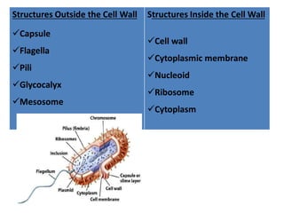 Structures Outside the Cell Wall
Capsule
Flagella
Pili
Glycocalyx
Mesosome
Structures Inside the Cell Wall
Cell wall
Cytoplasmic membrane
Nucleoid
Ribosome
Cytoplasm
 