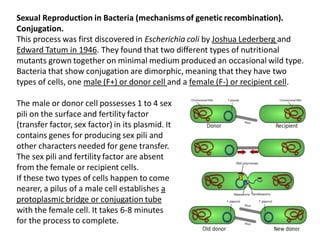 Sexual Reproduction in Bacteria (mechanismsof genetic recombination).
Conjugation.
This process was first discovered in Escherichia coli by Joshua Lederberg and
Edward Tatum in 1946. They found that two different types of nutritional
mutants grown together on minimal medium produced an occasional wild type.
Bacteria that show conjugation are dimorphic, meaning that they have two
types of cells, one male (F+) or donor cell and a female (F-) or recipient cell.
The male or donor cell possesses 1 to 4 sex
pili on the surface and fertility factor
(transfer factor, sex factor) in its plasmid. It
contains genes for producing sex pili and
other characters needed for gene transfer.
The sex pili and fertility factor are absent
from the female or recipient cells.
If these two types of cells happen to come
nearer, a pilus of a male cell establishes a
protoplasmic bridge or conjugation tube
with the female cell. It takes 6-8 minutes
for the process to complete.
 
