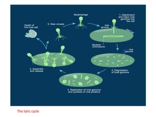The lytic cycle
 