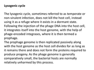 Lysogenic cycle
The lysogenic cycle, sometimes referred to as temperate or
non-virulent infection, does not kill the host cell, instead
using it as a refuge where it exists in a dormant state.
Following the injection of the phage DNA into the host cell,
it integrates itself into the host genome, with the help of
phage-encoded integrases, where it is then termed a
prophage.
The prophage genome is then replicated passively along
with the host genome as the host cell divides for as long as
it remains there and does not form the proteins required to
produce progeny. As the phage genome is generally
comparatively small, the bacterial hosts are normally
relatively unharmed by this process.
 
