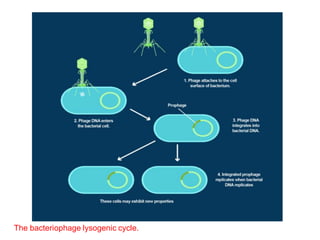 The bacteriophage lysogenic cycle.
 