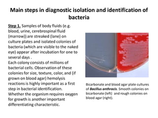 Main steps in diagnostic isolation and identification of
bacteria
Step 1. Samples of body fluids (e.g.
blood, urine, cerebrospinal fluid
(marrow)) are streaked (lane) on
culture plates and isolated colonies of
bacteria (which are visible to the naked
eye) appear after incubation for one to
several days .
Each colony consists of millions of
bacterial cells. Observation of these
colonies for size, texture, color, and (if
grown on blood agar) hemolysis
reactions is highly important as a first
step in bacterial identification.
Whether the organism requires oxygen
for growth is another important
differentiating characteristic.
Bicarbonate and blood agar plate cultures
of Bacillus anthracis. Smooth colonies on
bicarbonate (left) and rough colonies on
blood agar (right).
 
