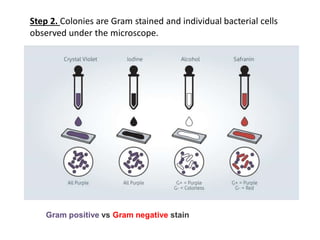 Gram positive vs Gram negative stain
Step 2. Colonies are Gram stained and individual bacterial cells
observed under the microscope.
 
