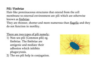 Pili / Fimbriae
Hair-like proteinaceous structures that extend from the cell
membrane to external environment are pili which are otherwise
known as fimbriae.
They are thinner, shorter and more numerous than flagella and they
do not function in motility.
There are two types of pili namely:
1) Non-sex pili (Common pili) eg.
fimbriae. The fimbriae are
antigenic and mediate their
adhesion which inhibits
phagocytosis.
2) The sex pili help in conjugation.
 