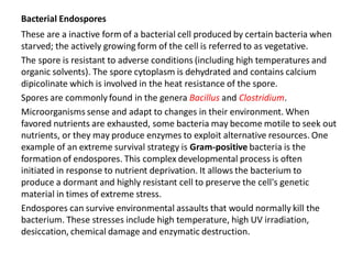 Bacterial Endospores
These are a inactive form of a bacterial cell produced by certain bacteria when
starved; the actively growing form of the cell is referred to as vegetative.
The spore is resistant to adverse conditions (including high temperatures and
organic solvents). The spore cytoplasm is dehydrated and contains calcium
dipicolinate which is involved in the heat resistance of the spore.
Spores are commonly found in the genera Bacillus and Clostridium.
Microorganisms sense and adapt to changes in their environment. When
favored nutrients are exhausted, some bacteria may become motile to seek out
nutrients, or they may produce enzymes to exploit alternative resources. One
example of an extreme survival strategy is Gram-positive bacteria is the
formation of endospores. This complex developmental process is often
initiated in response to nutrient deprivation. It allows the bacterium to
produce a dormant and highly resistant cell to preserve the cell's genetic
material in times of extreme stress.
Endospores can survive environmental assaults that would normally kill the
bacterium. These stresses include high temperature, high UV irradiation,
desiccation, chemical damage and enzymatic destruction.
 