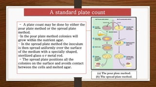 Surface. Spread Method Bacteriology 4, Microbial Growth | PDF