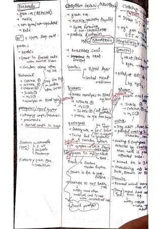 Veterinary Bacteriology by sabal p.