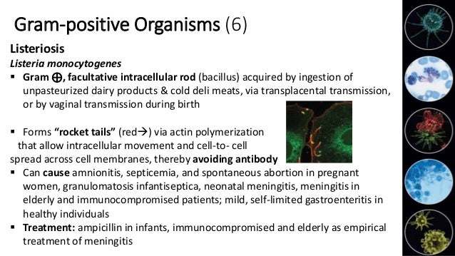 Bacteriology- Select gram ⊕ and gram ⊝ infections