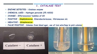 General Bacteriology | PPTX