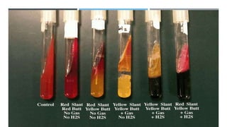 Wheel Bacteriogram General Bacteriology | PPTX