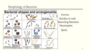 Bacteriology introduction online tutoring Microbiology | PPTX