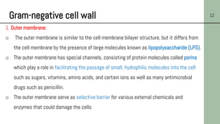 Gram-negative cell wall 12
1. Outer membrane:
o The outer membrane is similar to the cell membrane bilayer structure, but it differs from
the cell membrane by the presence of large molecules known as lipopolysaccharide (LPS).
o The outer membrane has special channels, consisting of protein molecules called porins
which play a role in facilitating the passage of small, hydrophilic molecules into the cell
such as sugars, vitamins, amino acids, and certain ions as well as many antimicrobial
drugs such as penicillin.
o The outer membrane serve as selective barrier for various external chemicals and
enzymes that could damage the cells
 