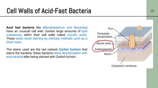 Cell Walls of Acid-Fast Bacteria 19
Acid fast bacteria like (Mycobacterium and Nocardia)
have an unusual cell wall, contain large amounts of lipid
substances within their cell walls called mycolic acids.
These acids resist staining by ordinary methods such as a
Gram stain.
The stains used are the red colored Carbol fuchsin that
stains the bacteria, these bacteria resist decolorization with
acid-alcohol after being stained with Carbol fuchsin.
 